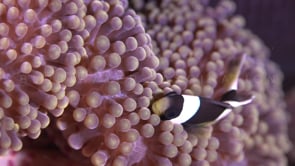0690_juvenile anemonefish in anemone