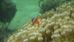 0692_orange anemone fish hiding in anemone close up