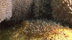 0769_clark anemonefish eggs