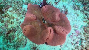0770_clark anemone fish top view