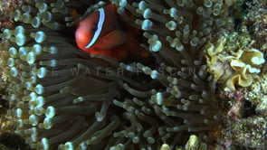 0771_tomato anemonefish