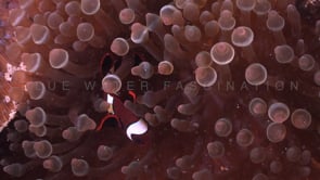 0772_juvenile tomato anemonefish