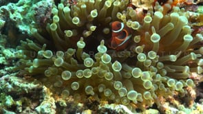 0773_juvenile tomato anemone fish super active