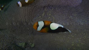0775_saddle back anemone fish family in sea anemone