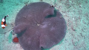 0776_saddle back anemone fish with eggs top view