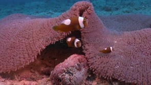 0777_young saddle back anemone fish close up