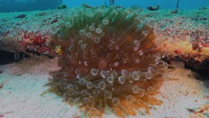 0779_young clarks anemone fish