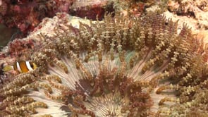 0780_young clarks anemone fish in sea anemone