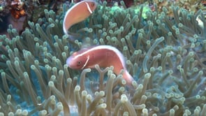 0781_pink skunk anemone fish close up