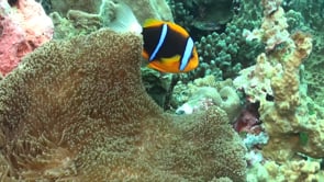 0783_clark anemone fish close up