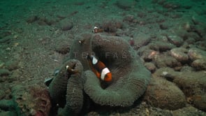 0825_saddleback anemone fishes