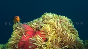 0938_orange anemone fish pink anemone close up