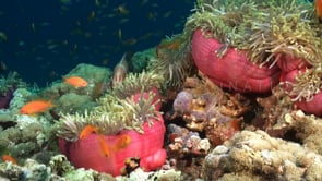 0939_three pink anemone orange anemone fish