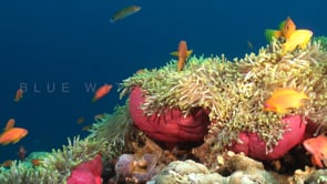 0940_pink anemones orange anemone fish anthias