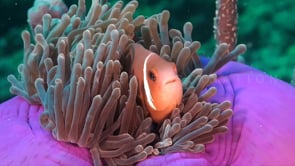 0941_pink anemone fish in purple sea anemone super close up