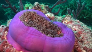 0942_pink anemone fish in purple anemone close up
