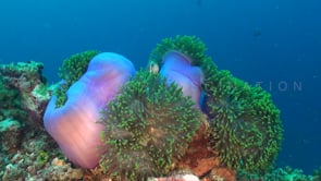 0945_orange anemone fishes in pink anemone