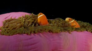 0946_orange anemone fishes in pink anemone close up black background