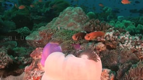 0950_anemone fishes white and purple anemone