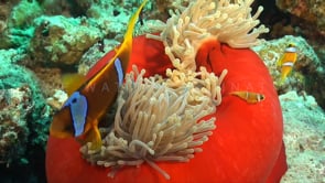 0953_Twoband anemonefish close up in red anemone