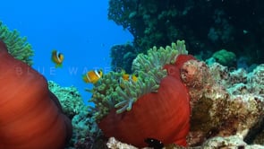 0954_Twoband anemone fishes in two red sea anemones