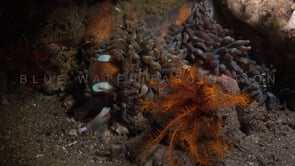 1000_anemonefish hiding at night
