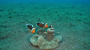 1439_saddleback anemone fish
