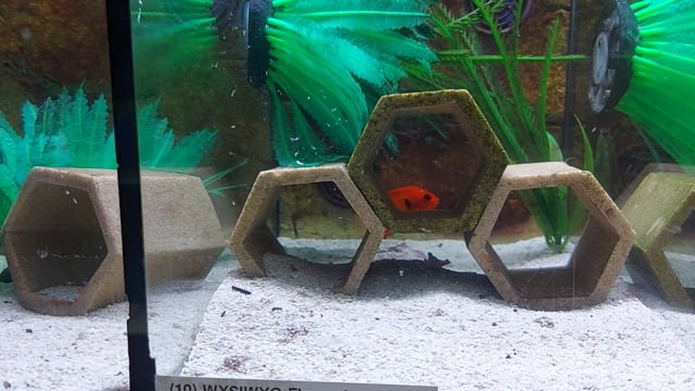 Flame Angelfish WYSIWYG 10 video