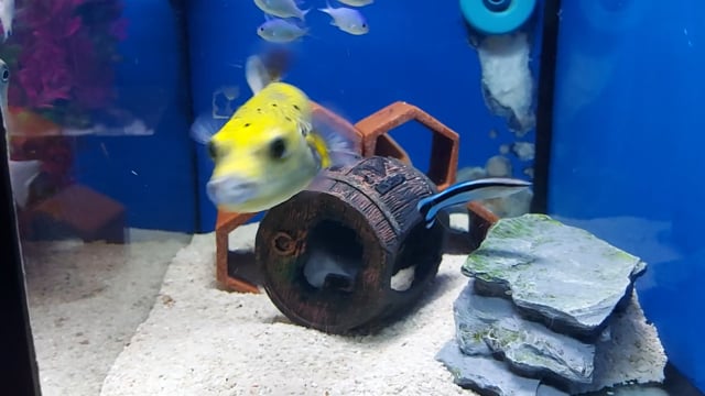 Dogface Pufferfish WYSIWYG 3 video