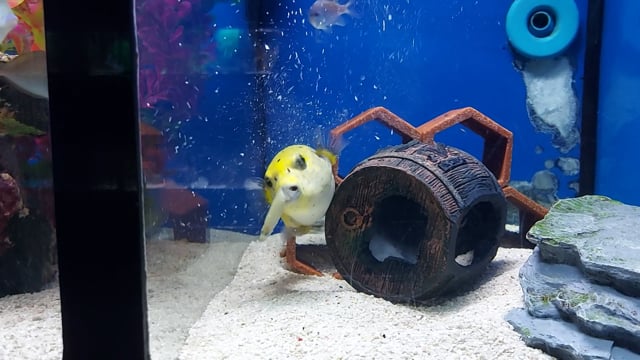 Dogface Pufferfish WYSIWYG 3 video