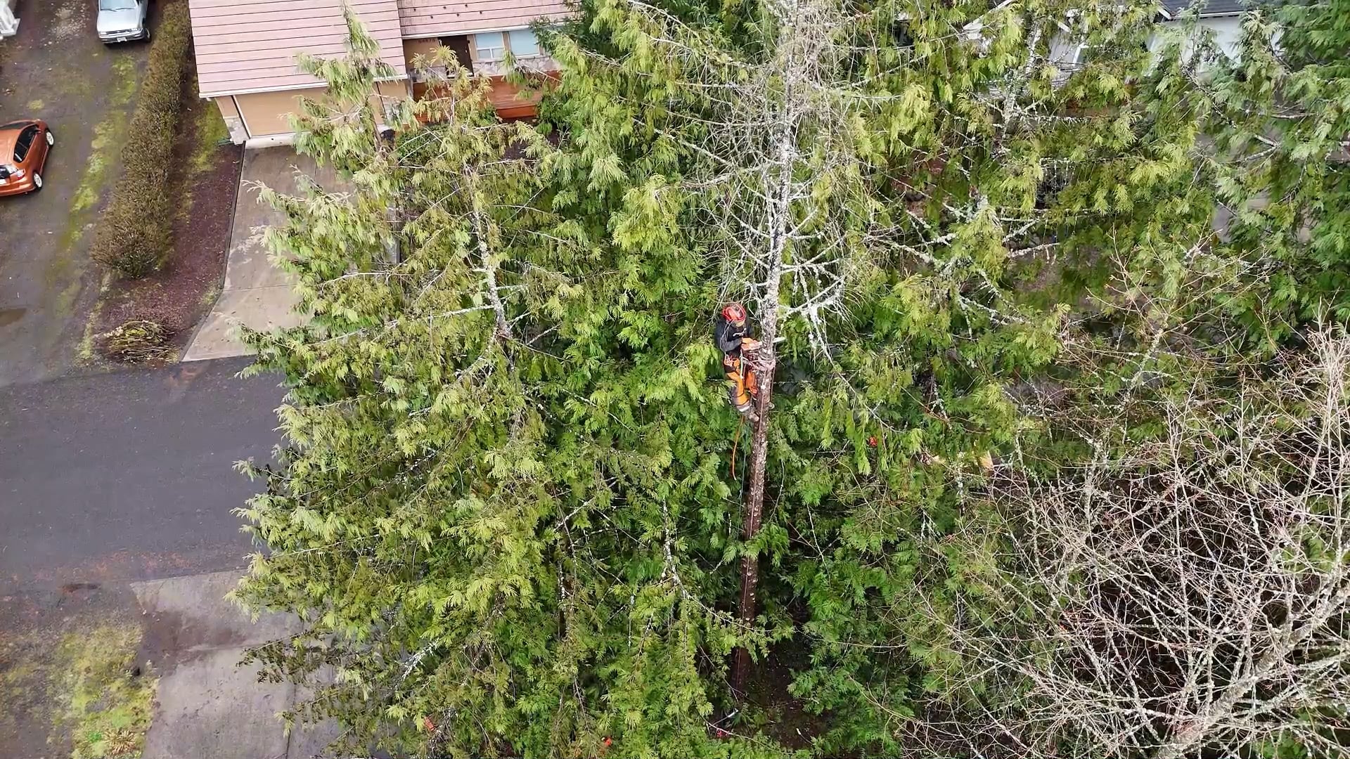 leafcutterPNW