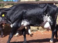 Lote 20