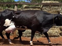 Lote 36