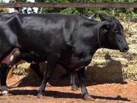 Lote 35