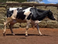 Lote 39