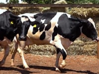 Lote 40