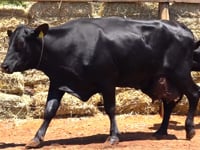 Lote 43