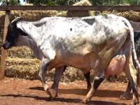 Lote 45