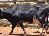 Lote 46