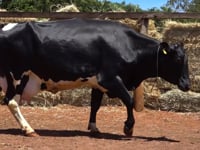 Lote 47