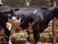 Lote 48