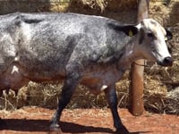 Lote 49