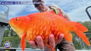 Megalodon Goldfish Is HUGE