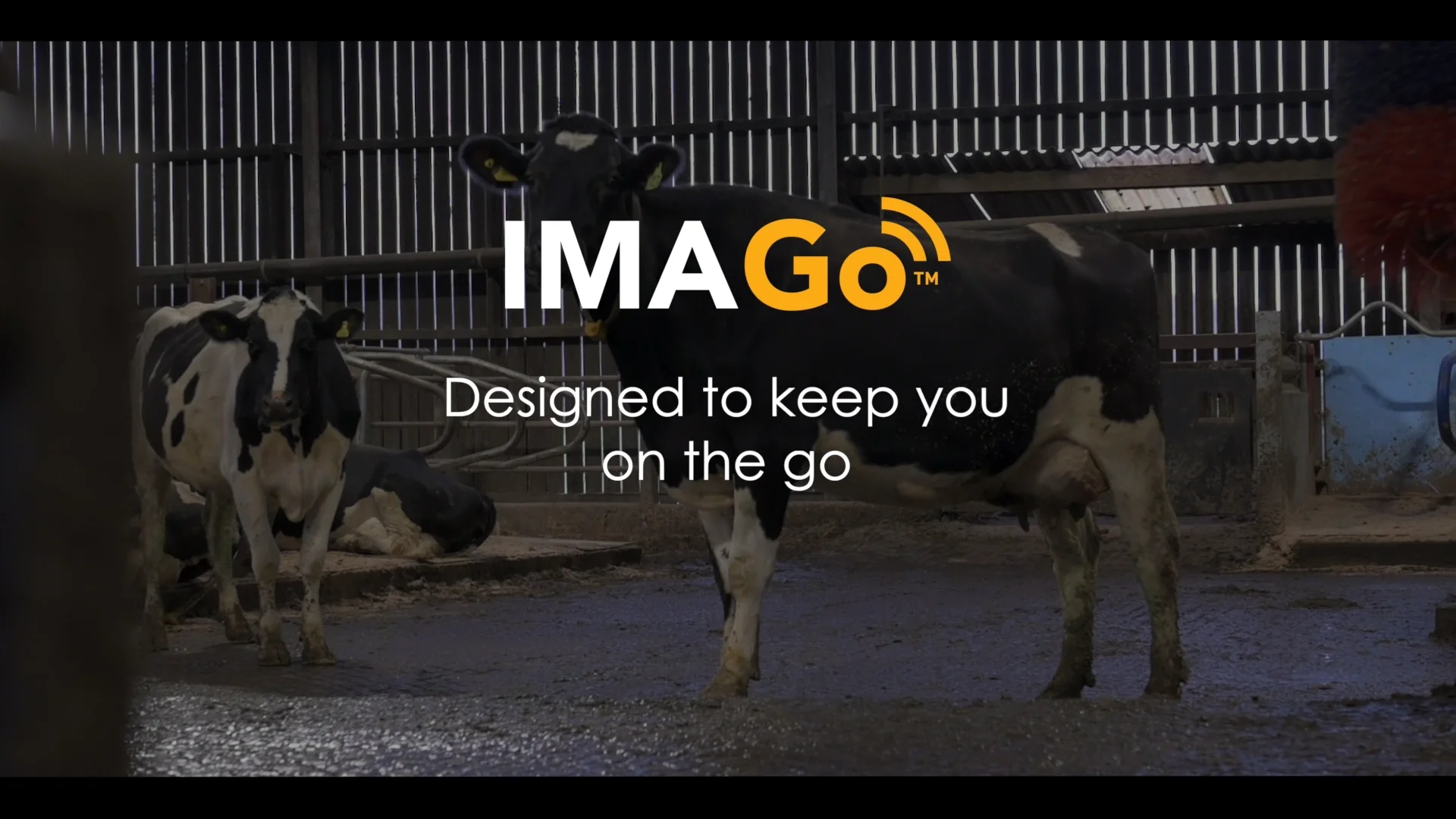 video ImaGo L&C Veterinary Ultrasound Scanner