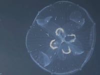 moon jelly ジャーフル　3mm moon jelly ジャーフル 3mm MoonJellyウェットスーツベスト 楽天