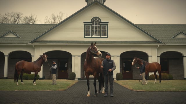 Into Mischief - The Derby Sire | :30 commercial