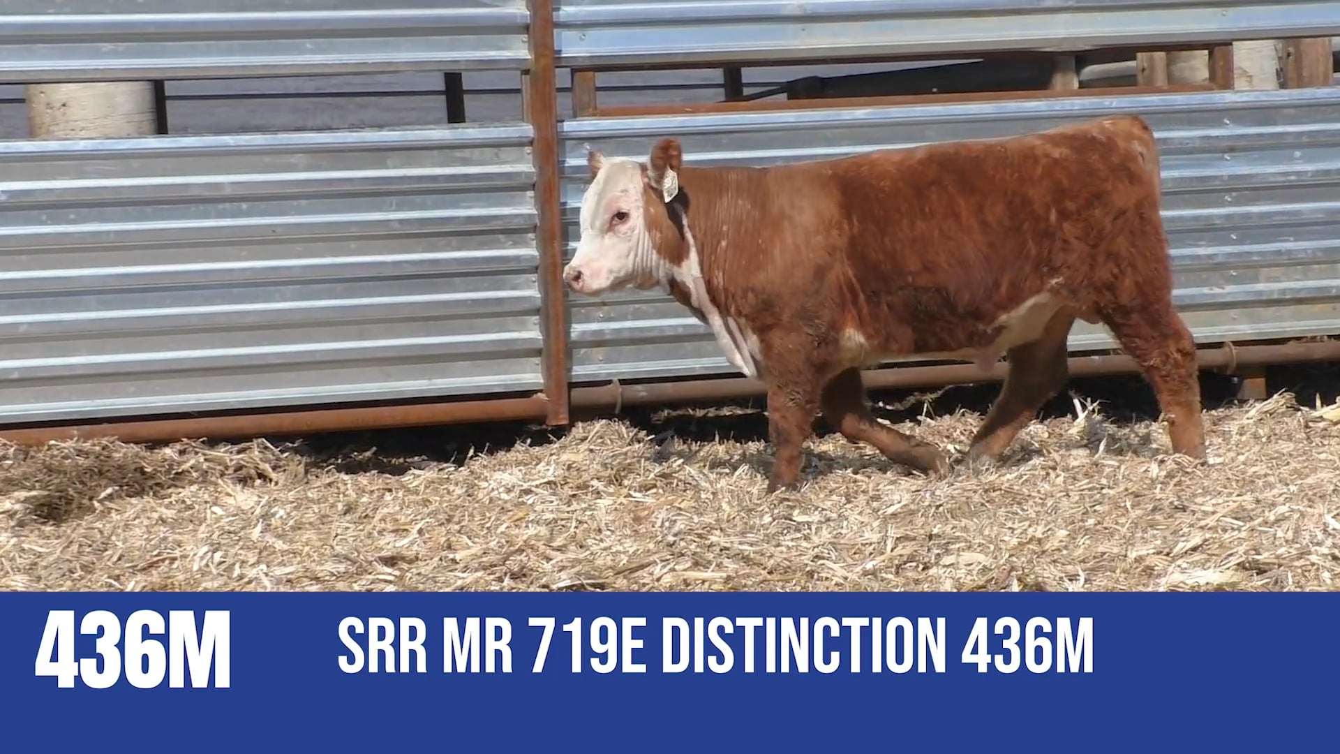 436M SRR MR 719E DISTINCTION 436M