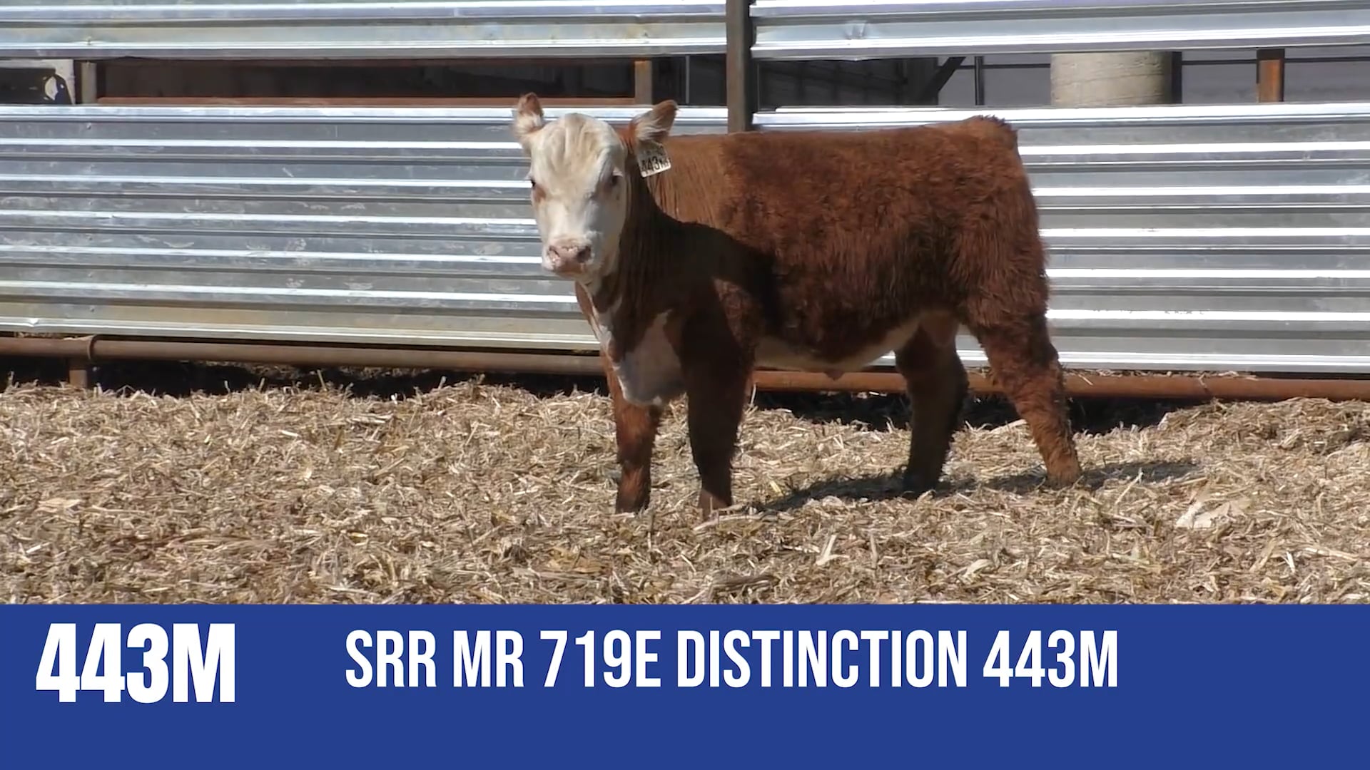 443M  SRR MR 719 E DISTINCTION 443M