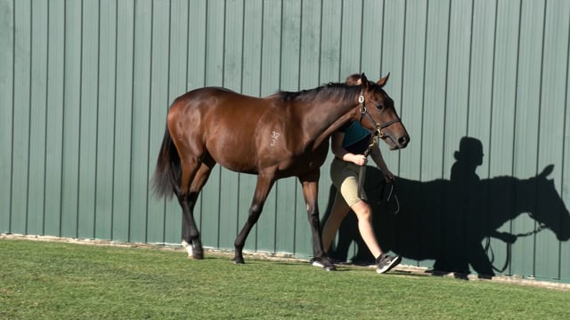 Lot 48
