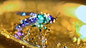 Jewel Fly